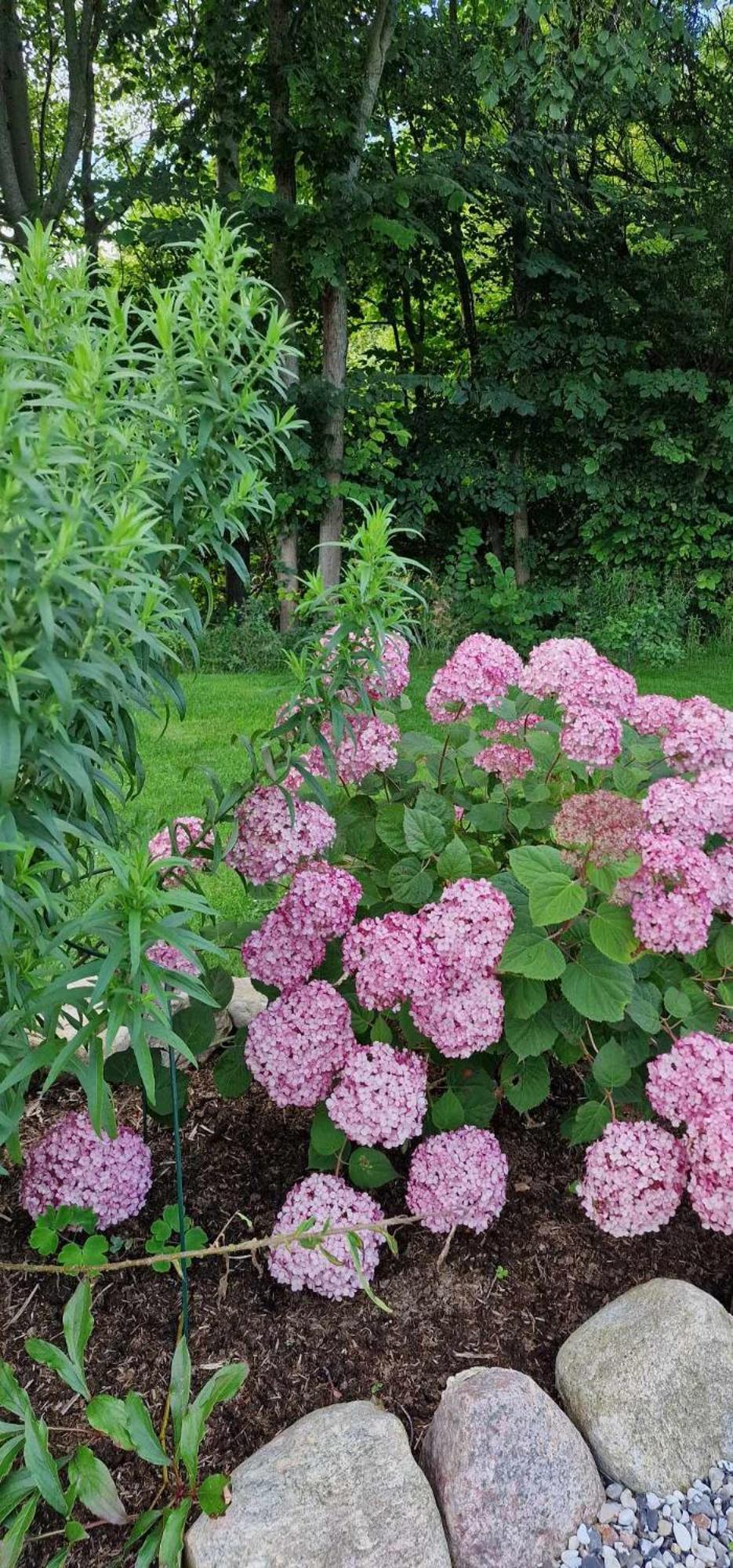 Bed and Breakfast Hos Molsgaarden Knebel Екстер'єр фото